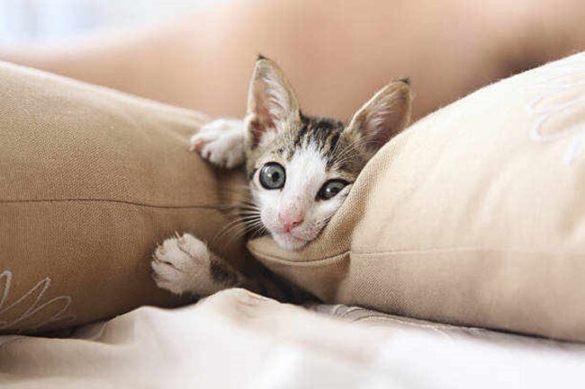 Cat Sleeps Above My Head on Pillow: Spiritual Meanings