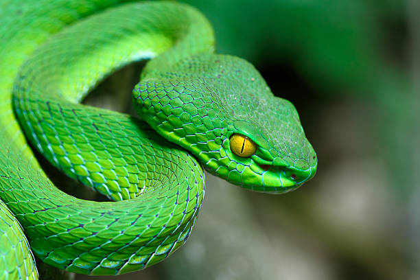 Understanding the Spiritual Meaning of Green Snakes in Dreams