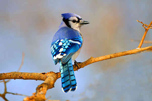 Unveiling the Spiritual Meaning of Blue Jay