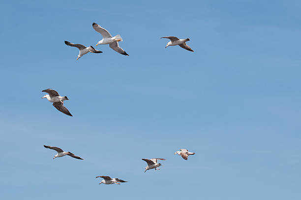 The Spiritual Meaning of Birds Flying in Circles: Unraveling the Mysteries