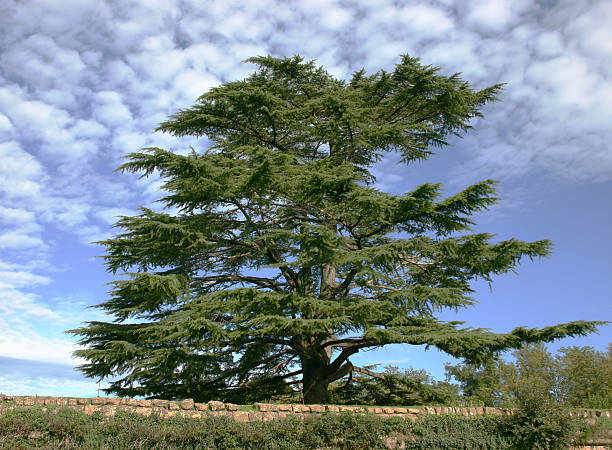 Spiritual Meaning of Cedar: Understanding Its Significance