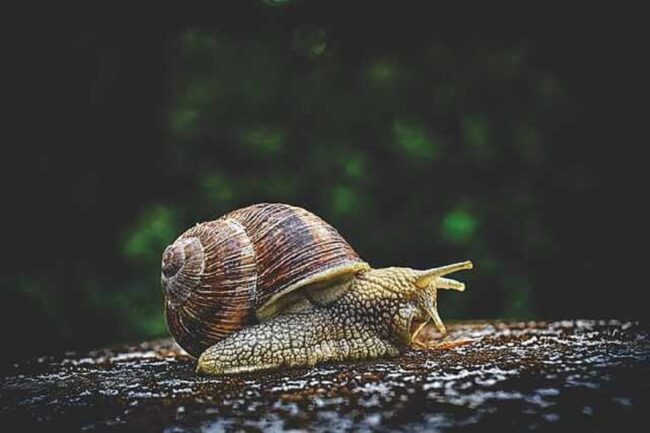 Are Snails Good Luck? Patience and Time