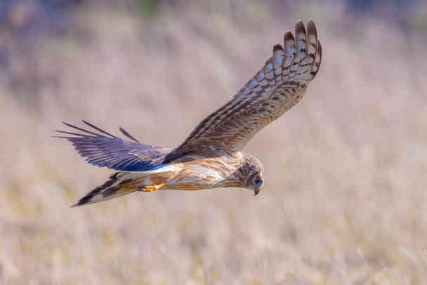 Unveiling the Spiritual Meaning of Northern Harrier