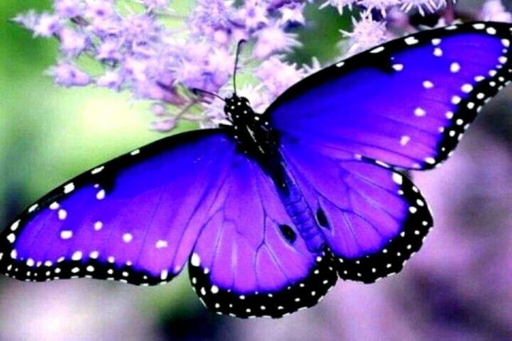 Butterfly Spiritual Meaning And Symbolism: Guide