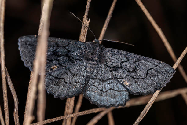 Black Moth Spiritual Meaning: Death and Rebirth