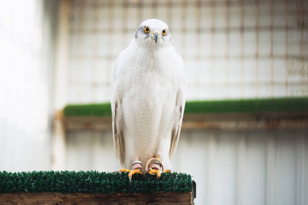 White Hawk Spiritual Meaning: Clarity And Focus