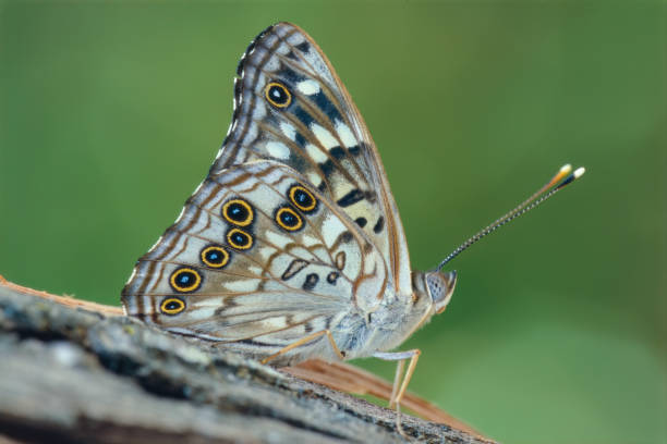 Spiritual Meaning of Hackberry Butterfly: Tattoo, Love, and Biblical