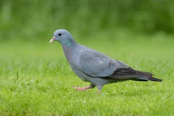 Grey Dove: 15 Spiritual Meaning - Biblical And Love