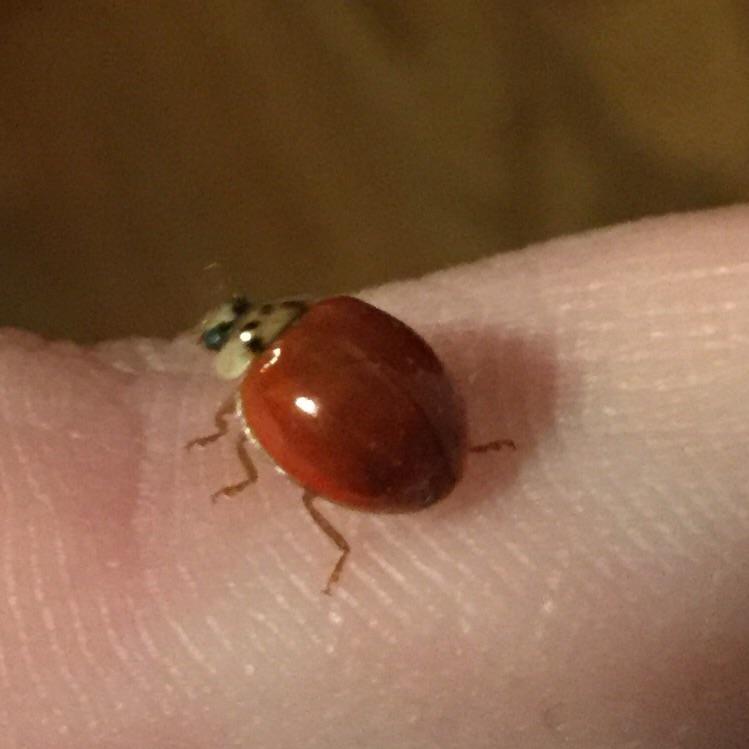 Ladybug With No Spots: Uncovering Its Deeper Spiritual Meaning