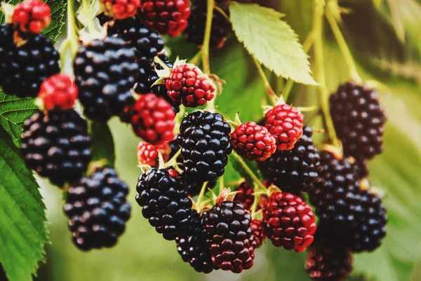 The Spiritual Meaning of Blackberries: A Guide to Their Symbolism, Magic, and Healing Properties