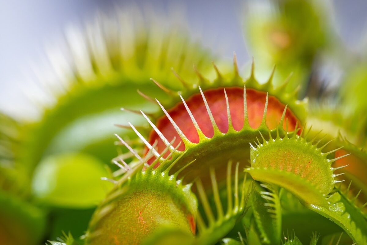 Venus Fly Trap Spiritual Meaning: The Carnivorous Plant That Captures Our Imagination