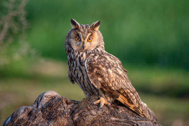 What Does It Mean Spiritually When an Owl Hoots at Night?