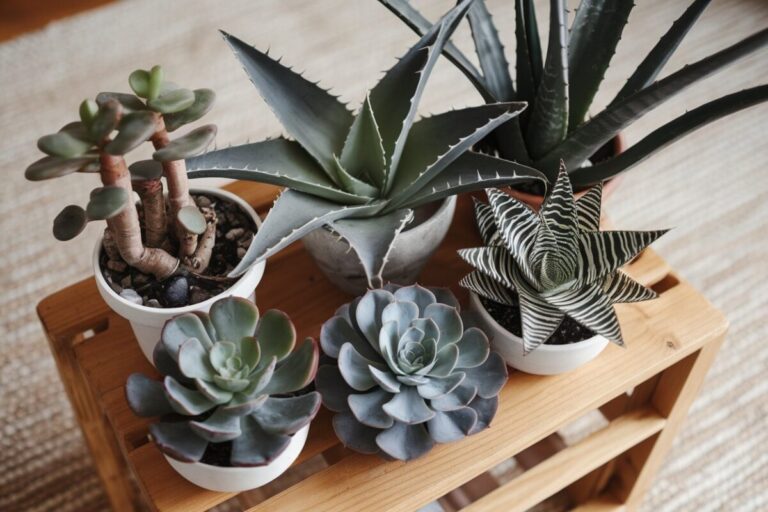 Top 5 Indoor Succulents That Thrive in Any Room